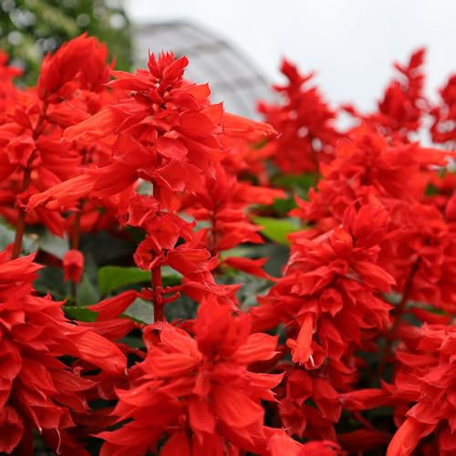 Salvia Blaze of Fire Seeds – Famously Bright Flowers for Bedding & Tubs – Half Hardy Annual – for Your Beautiful Garden