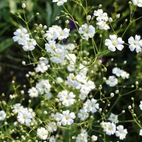 semi di giglio di luna - semi di giardino e estate giardino ufficio resistenti per il balcone resistenti copertura del suolo tagliati 800 pezzi