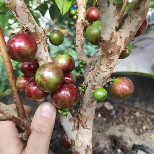 jabuticaba biologici giardino roccioso con vaso resistenti, adatte all'uso esterno, rari in 400semi