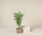 Bambù Bambusa Bamboo cinese pianta in vaso ø18 cm h. 100/150 cm Vivaio di Castelletto