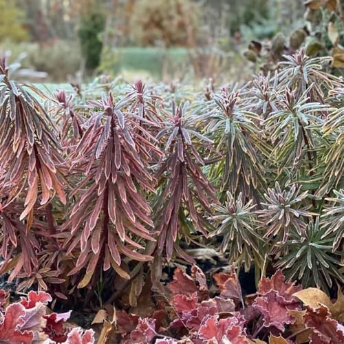 wolfsmilchsamen, wolfsmilch blumenbeet, exotische winterhart für sonnige plätze bodendecker 200pcs