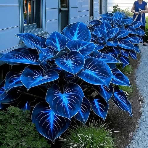 Brillantes Funkien-Rhizom, Hosta, Winterharte Knolle, MehrjäHrig, GrüNpflanze, Lebende Gartenbepflanzung, Dekorative Gartenpflanze-6 Rhizom-E