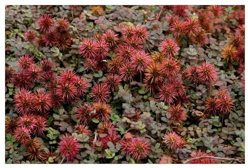 Stauden Gänge 1 x Acaena microphylla 'Kupferteppich' winterhart | Winterharter Bodendecker für Sonne bis Halbschatten, Blüte Juni bis August, mehrjährig, 9x9 cm Topf