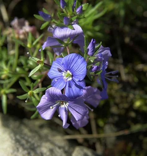 Armenischer Ehrenpreis - Veronica armena - lebende Gartenpflanze aus den Baumschulen