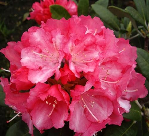 Rhododendron yakushimanum 'Marlis' Japanische Azalee 50-60 cm winterhart Freilandaufzucht