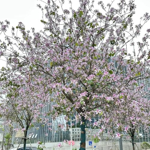 semillas de orquídeas - semillas exóticas silvestres jardín raras para lugares soleados invernaderos balcón Decoración jardín para exteriores 15pcs