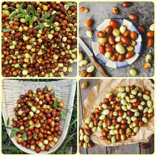 Chinesische Jujube - JujubeBaum - obstbäume kaufen zimmerpflanze obstbäume säulenobst seltene gartengeschenke 150Samen