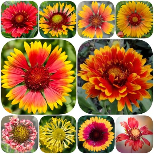Kokardenblume, gartendeko für draußen alte sorten schmetterlingswiese exotische steingartenpflanzen winterhart blumendeko stauden winterhart mehrjährig blumenwiese bodendecker 300Samen