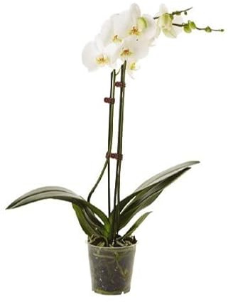 Orquídea Boca PREMIUM Planta Exclusiva de Interior con Flores Blancas