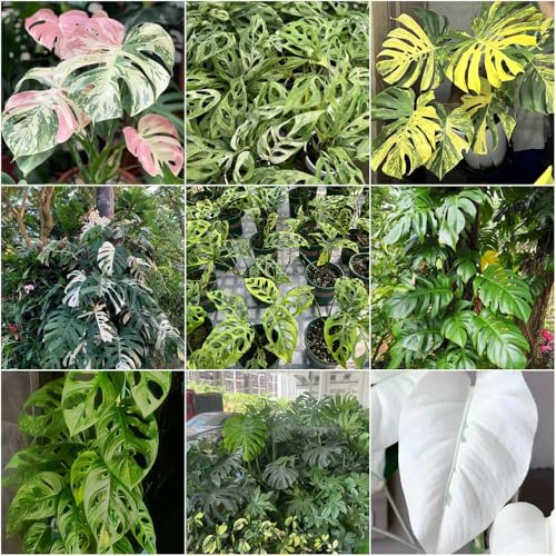 semillas de monstera de bonsái interior exóticas, jardín interior, perennes resistentes, sala estar 40pcs