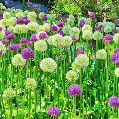 Semillas de Allium giganteum, productos sostenibles Semillas de puerro gigante, de jardín de rocas resistentes 80pcs