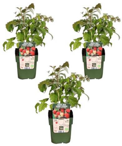 My Green Help – Set 3× Lampone rosso (Rubus idaeus) – Vaso Ø13 cm, H20 cm – Arbusto da frutto a foglia caduca, ideale per frutti freschi e biodiversità, raccolta estiva.