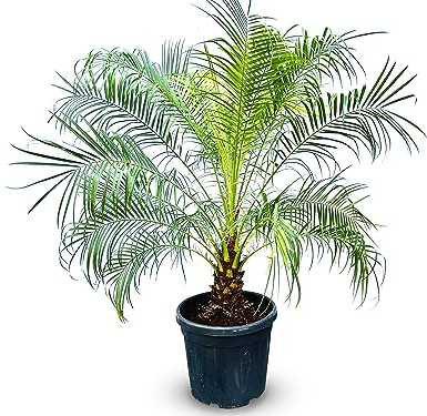 Tropictrees - Phönix Roebelenii stammhöhe 20-30 cm - Zwergdattelpalme - Exotische Eleganz für Ihr Zuhause - Immergrün - Palme