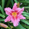 100 semillas nuevas de flores frescas de Hemerocallis rosadas