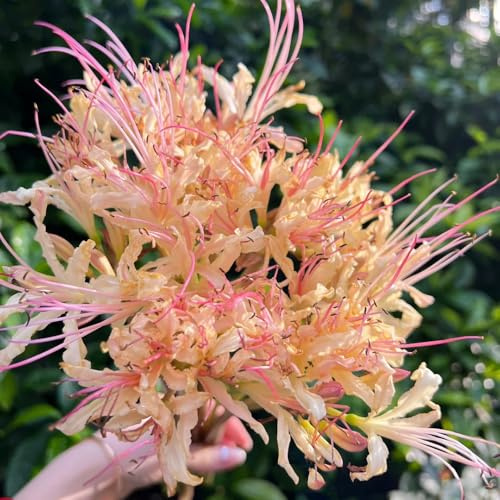 8bulbos de sangre lycoris radiata, decoración, silvestres de balcón Compre de lirio araña, jardin resistentes