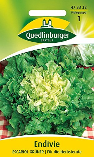Salatsamen - Endivie Escariol grüner von Quedlinburger Saatgut
