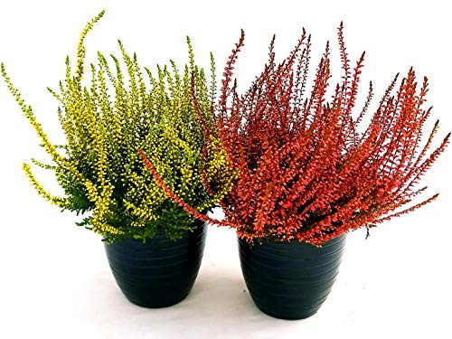 POWERS TO FLOWERS - ERICA CALLUNA COLOR LIFE GIALLO e ARANCIO, 2PIANTE, piante vere