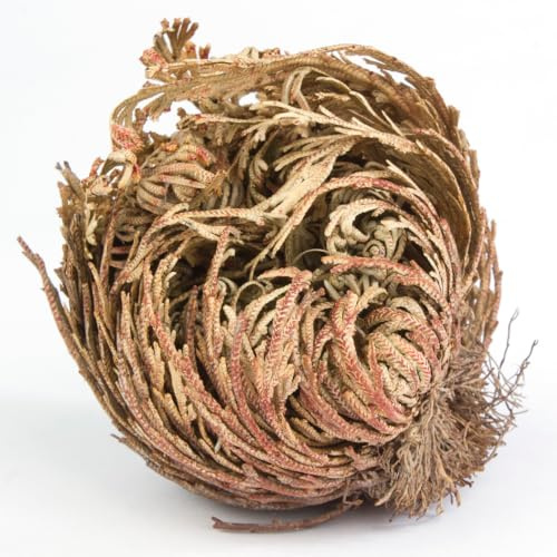 acquaverde | 2 Rose del Deserto, Pianta di Gerico Simbolo di Rinascita, Resurrezione e Purificazione, Rosa di Jerico per Casa e Decorazioni, Selaginella Lepidophylla Senza Radici e di Facile Cura