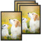 VIIBASE A5 Zertifikat Bilderrahmen,Schwarzer Holz Fotorahmen,Posterrahmen mit Plexi-glas für Wandmontage Display,15x21 cm, 4er Set