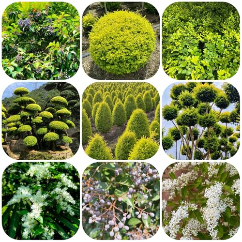 semi di siepe di ligustro resistente - per esotiche da giardino perenni decorative, che purificano l'aria 500pcs
