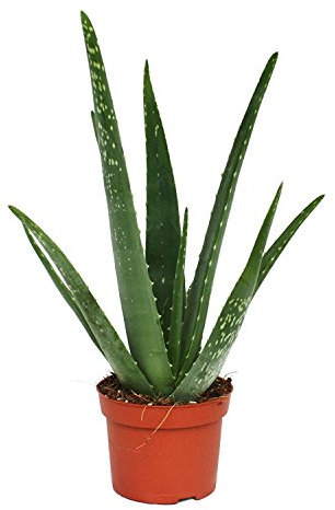 Fantástico Encantadora Aloe Vera planta Excelente Sanación beneficio - Aloe Vera Gel - opción - Aloe Vera, Aloe Vera plantas, Aloe planta, Aloe Vera planta, sanación, Aloe Vera Gel, árbol de hoja perenne, cuidado fácil, tratamiento de la quemaduras cortes erupciones cutáneas, regalo, planta regalos, cocina planta, planta de interior, planta oficina, Navidad, Regalos de navidad, regalos de Navidad, regalos de Navidad, Navidad, Pequeño plantas