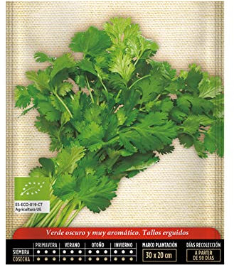 Semillas de Petroselinum Crispum Perejil Naturales para Plantar en Casa
