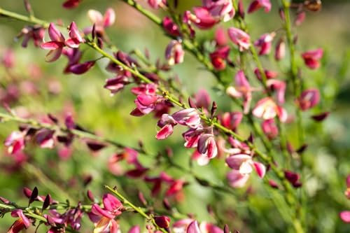 Cytisus purpureus 20-30 cm – Winterhart, Mehrjährig, Pflegeleicht – Purpur-Ginster – Zierstrauch für Steingarten & Gartenbeet