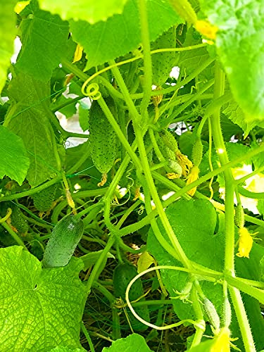 Italienische Minigurke – Verde di Parigi – Gurke – 50 Samen | Aromatisch, knackig, vielseitig