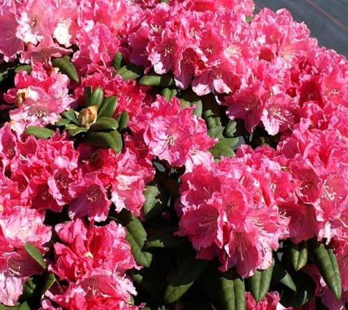 Rhododendron yakushimanum 'Anuschka' Japanische Azalee rosa-weiß 40-50 cm winterhart Freilandaufzucht