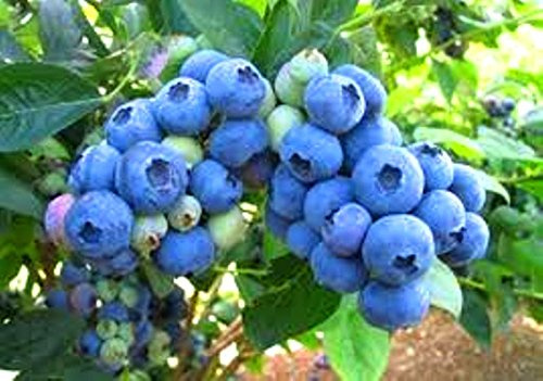 Blueberry Plants Legacy Northern Highbush Includes (4) Four Plants