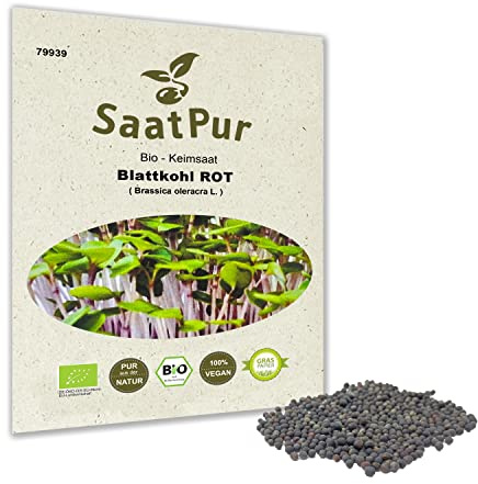 Bio Sprossen Samen Blattkohl Rot Grünkohl - 100% Bio Keimsprossen - Microgreens mit hoher Keimkraft - Sprossensamen für Sprossenglas & Keimschale - Lebensmittel Qualität