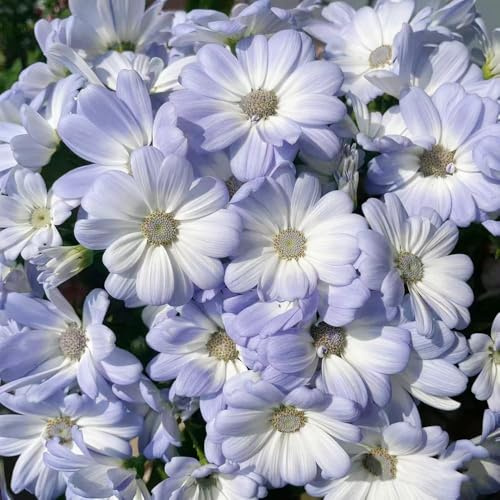 semillas de cineraria - semillas silvestres resistentes exóticas resistentes, jardín de jardin jardín para hombres, 300pcs