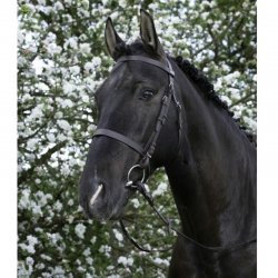 Riding World Trensenzaum Nasenriemen Französische, Gelbbraun, Pferd