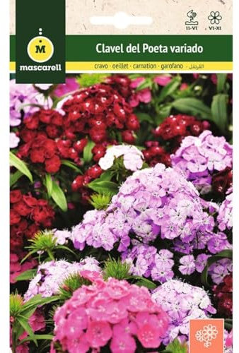 Mascarell Semillas, CLAVEL DE POETA SIMPLE VARIADO, Semillas Flores Exterior para Decoración, 2 Gramos
