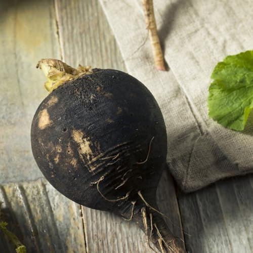 semi di ravanello resistenti per il giardino di ravanello, rare di antichi biologici 400pcs