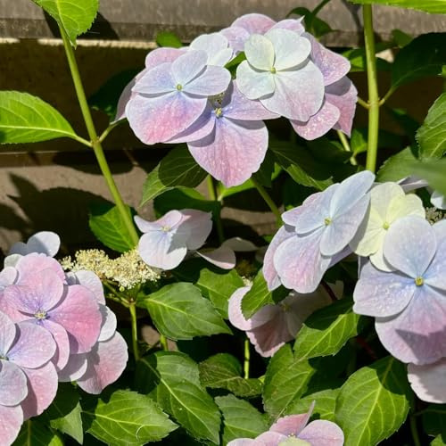 semillas de hortensias de jardín - silvestres Siembra otoñal Decoración jardín para exteriores otoño resistentes regalos para los amantes 25pcs