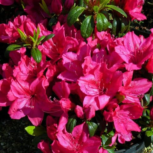 Rhododendron 'Georg Arends' - Evergreen Azalea with Rosy-Red Blooms - Compact Hardy Shrub – 1x 3 Litre Potted Plant by Thompson & Morgan