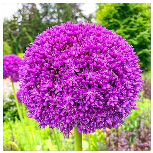 Allium morado raro/perenne/resistente al frío/apto para plantar al aire libre/tubérculos de Allium morado/decoración de jardín-6 PCS-E