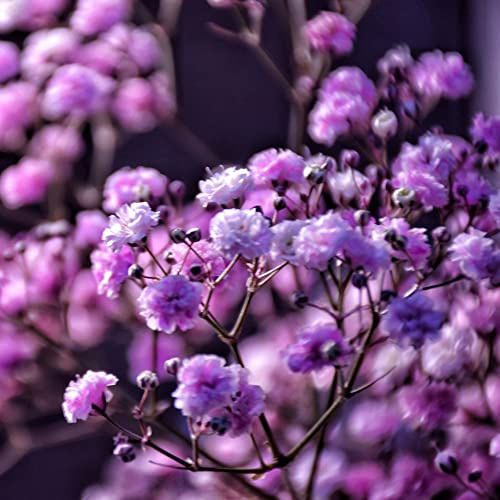 schleierkraut herbstpflanzen winterhart blühend topfpflanze exotische zimmerpflanzen wildblumen balkonblumen biosaatgut kräutersamen büropflanzen kräutergarten mehrjährige stauden 700samen