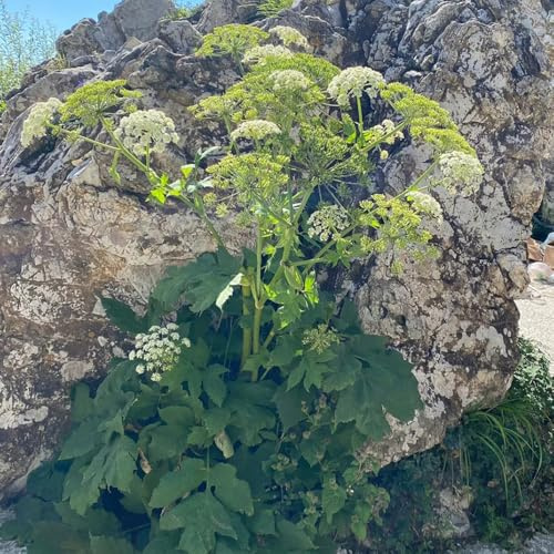 liebstöckelsamen - wildkräuter stauden winterhart mehrjährig indoor kräutergarten bio heilkräuter bodendecker deko garten kübelpflanzen balkonpflanzen alte sorten exotische 80pcs