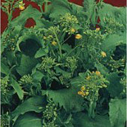 Spring Rapini Broccoli Raab Seeds (25+ Seeds)