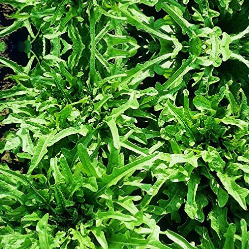 LATTUGA CATALOGNA O CERBIATTA NR.1000 SEMI