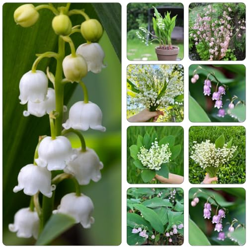 lirio de los valles de interior interior jardín jardín oficina decoración del balcón balcón invernadero bulbos temprana 5pcs