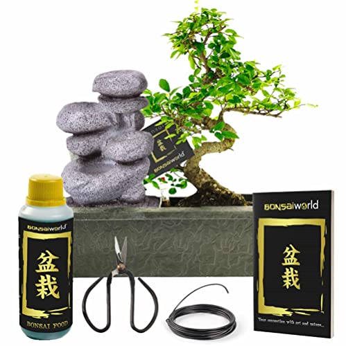 vdvelde.com - Bonsaiworld Bonsai Baum Zen Wasserfall - Bonsai Starter Set - 7 teilig - Zimmerbonsai echt S-form ca. 10 Jahre alt (Pflanzenhöhe: ca. 30 cm) Mit, Schare, Draht, Dünger und Bonsaibuch