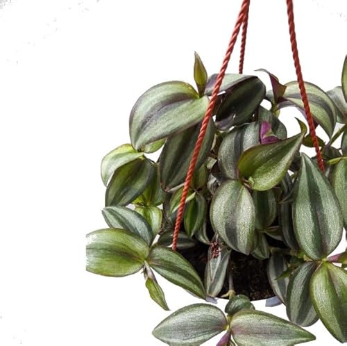 Tradescantia Zebrina Colgante: Planta Natural de Exterior