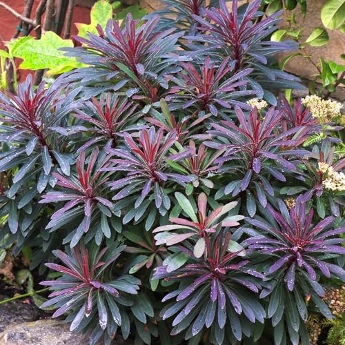 Euphorbia Miners Merlot Gartenfertige Pflanzen Winterharte Staude im Topf – Ideal für Blumenbeete, Rabatten und mehr