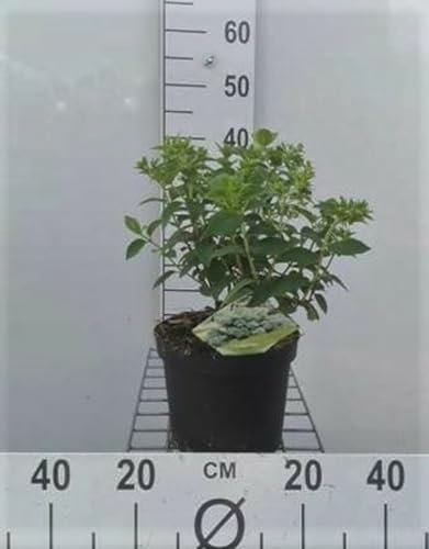 Hydrangea pan. 'Bobo'® - Hydrangée Paniculé 30-40 cm en pot