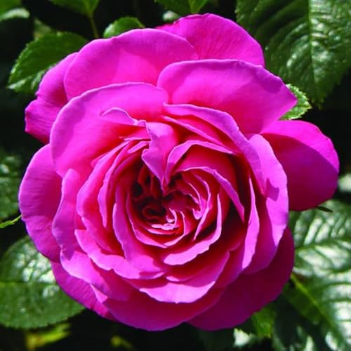 YouGarden Rose 'Mum You are One in a Million' Established Plant in a 4 Litre Pot, Ready to Plant