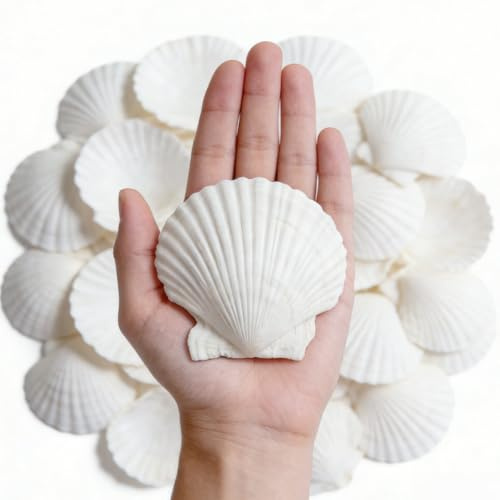 Dmnnlp 25 Pcs Scallop Shells, White Natural Seashell, 5cm -11cm Scallops for Fish Tank Beach Themed Party Home Wedding DIY Crafts Decorations