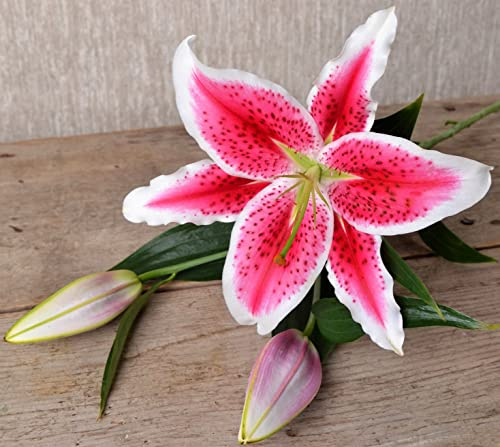 (3) Giant Flowering Stargazer Lily Bulbs